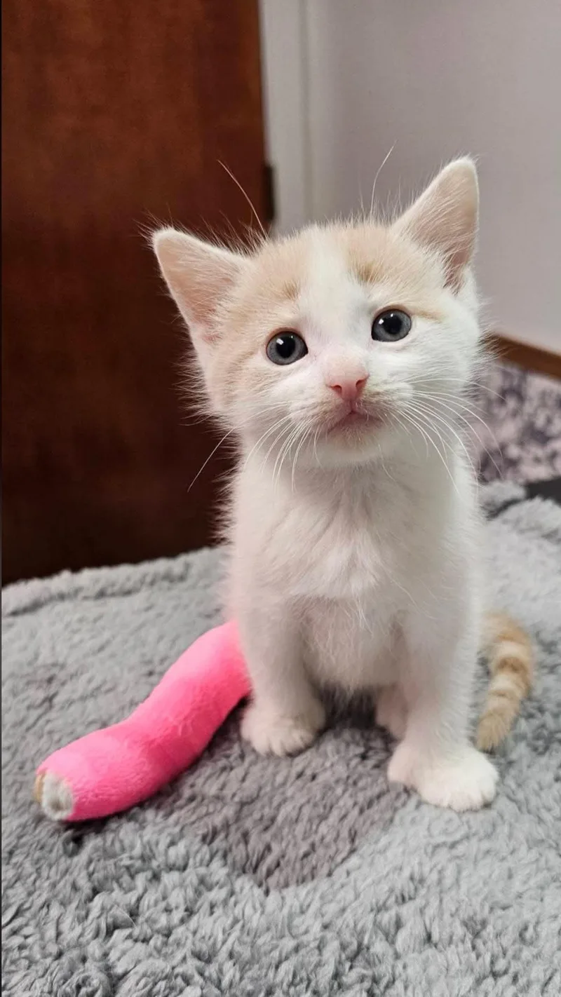 A baby small-sized male Buff / Tan / Fawn Extra-Toes Cat / Hemingway Polydactyl cat named Stanley for adoption in Seven Valleys, PA