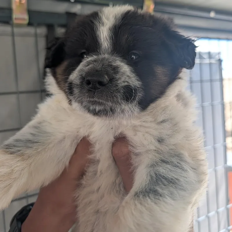 A baby small-sized female White / Cream Australian Shepherd dog named Bubbles for adoption in Phoenix, AZ