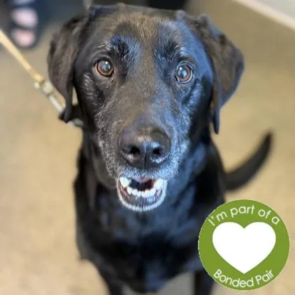 An adult medium-sized male Mixed Breed dog named Kobe for adoption in Janesville, WI
