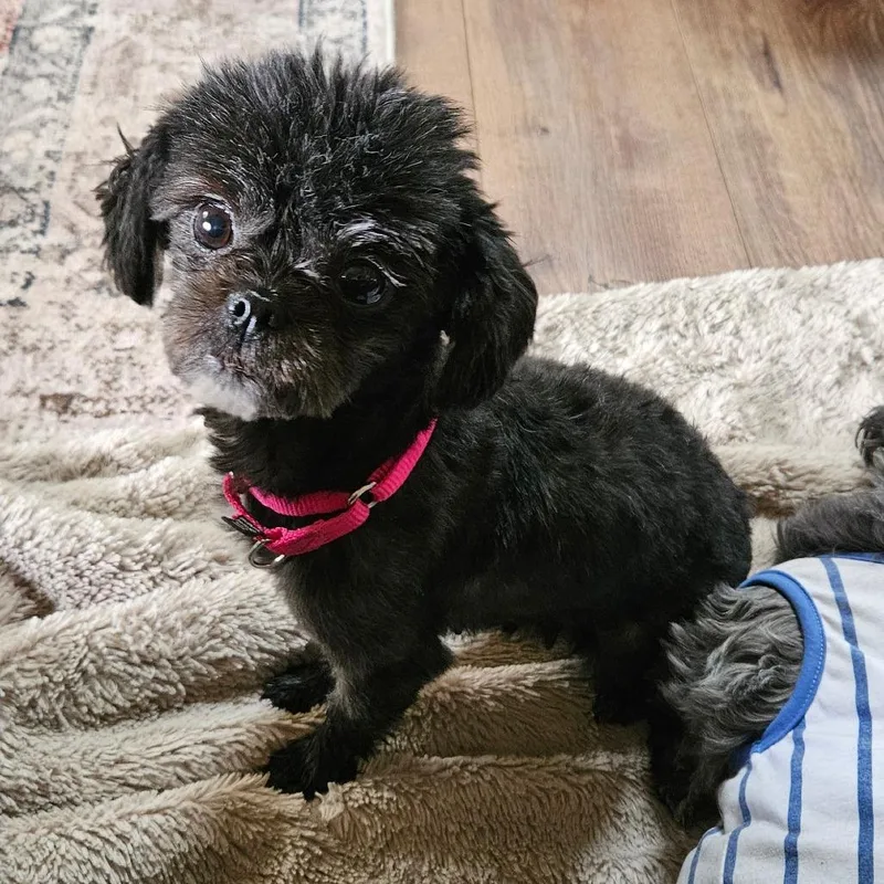 An adult small-sized female Brown / Chocolate Shih Tzu dog named Shelly for adoption in Sinking Spring, PA