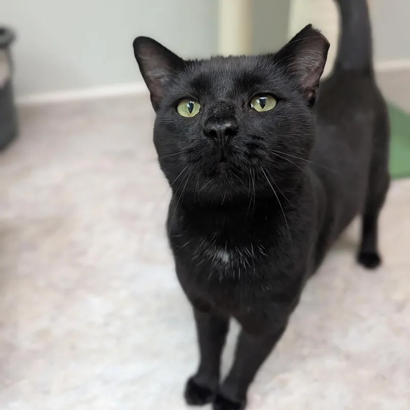 Blackie