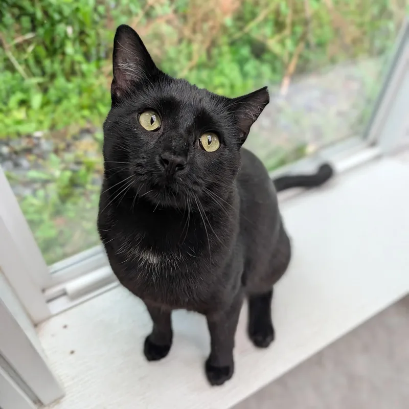 Blackie thumbnail 2