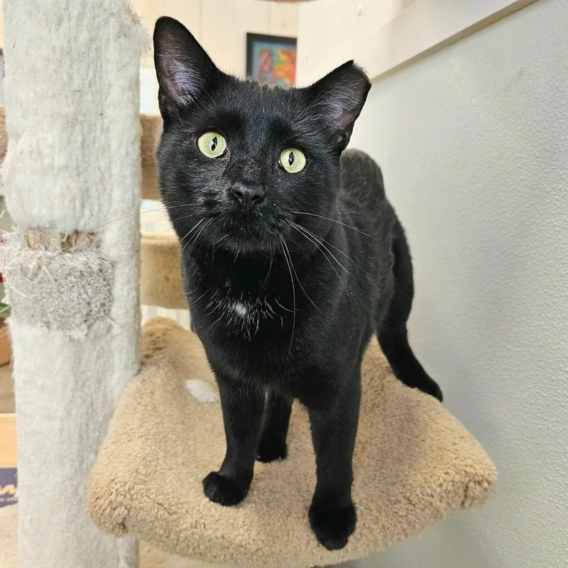 Blackie thumbnail 3
