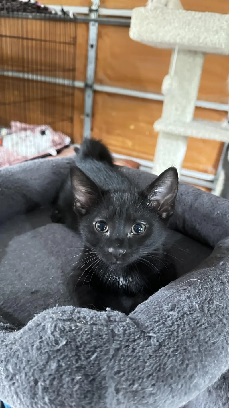 Flopsy thumbnail 3