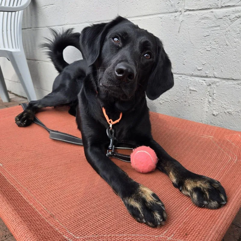 Squirrel thumbnail 2