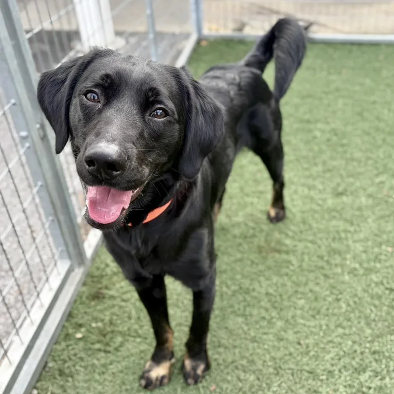 Squirrel thumbnail 3