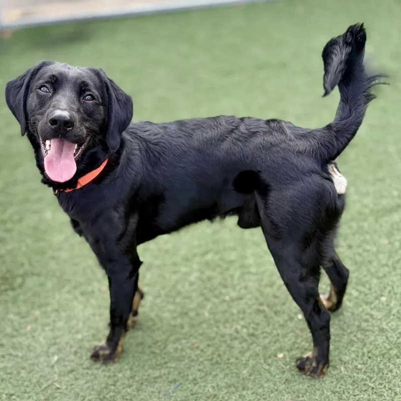 Squirrel thumbnail 4