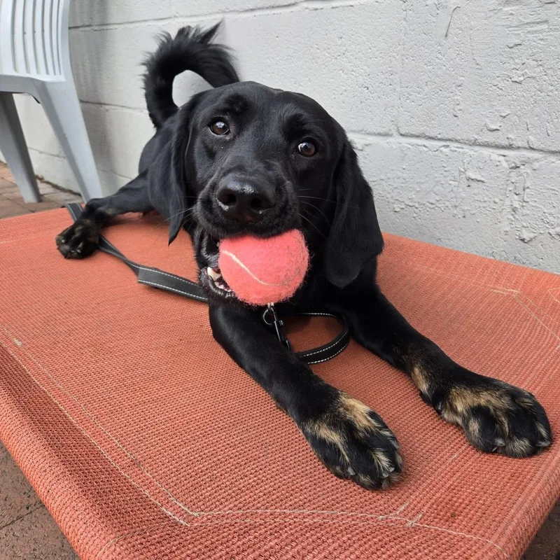 Squirrel thumbnail 5