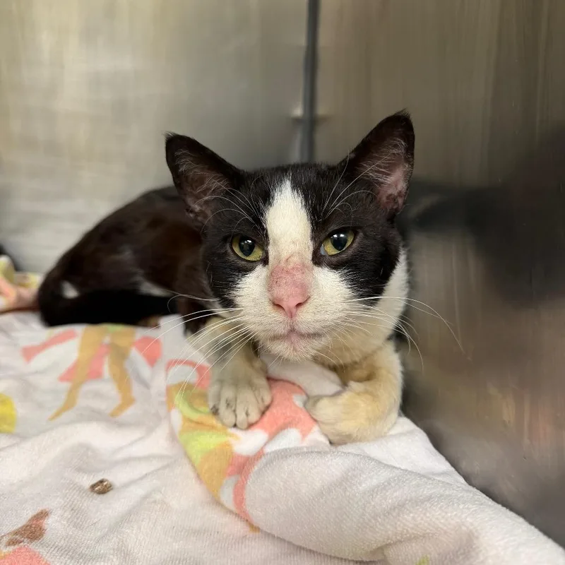 An adult medium-sized male Domestic Short Hair cat named MONTStray for adoption in Perkiomenville, PA
