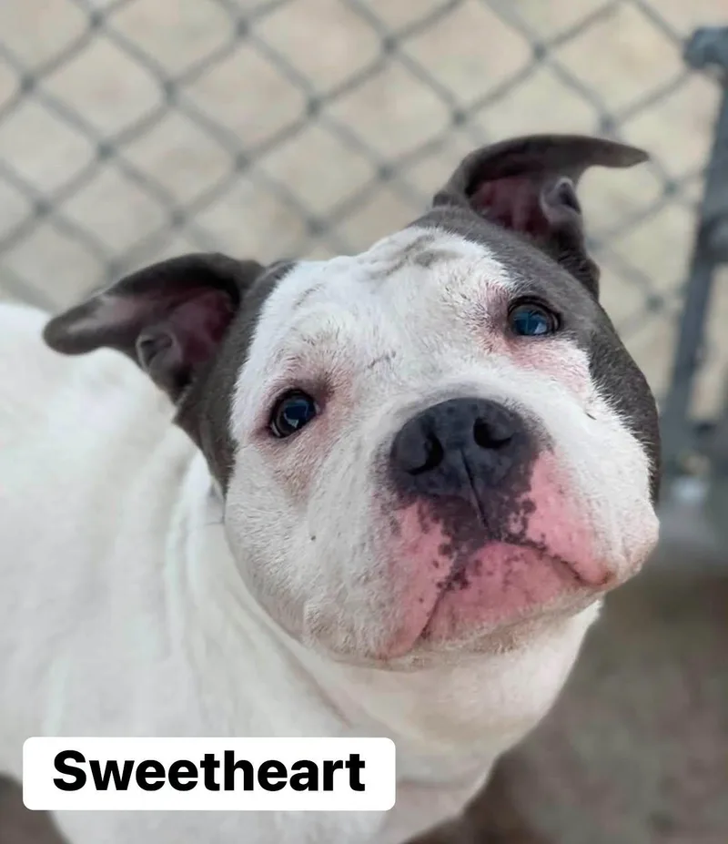 Sweet Heart