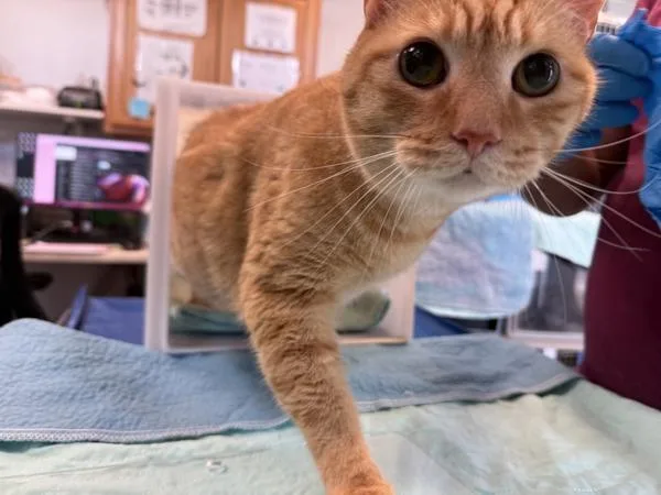 An adult large-sized male Domestic Short Hair cat named Sly for adoption in New York, NY