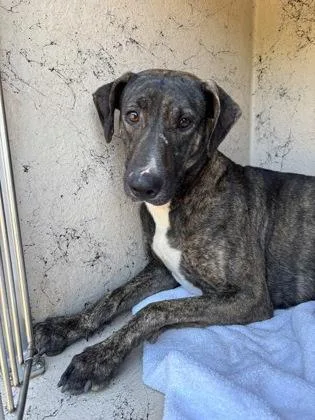An adult large-sized female Hound dog named Darla for adoption in Honolulu, HI