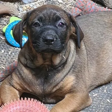 A baby medium-sized female Brown / Chocolate Plott Hound dog named Monica for adoption in Mooresville, IN