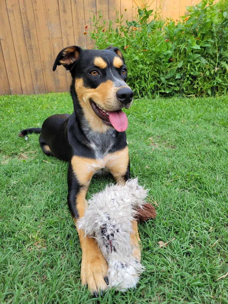 An adult medium-sized male Black Cattle Dog dog named Crew for adoption in Colleyville, TX