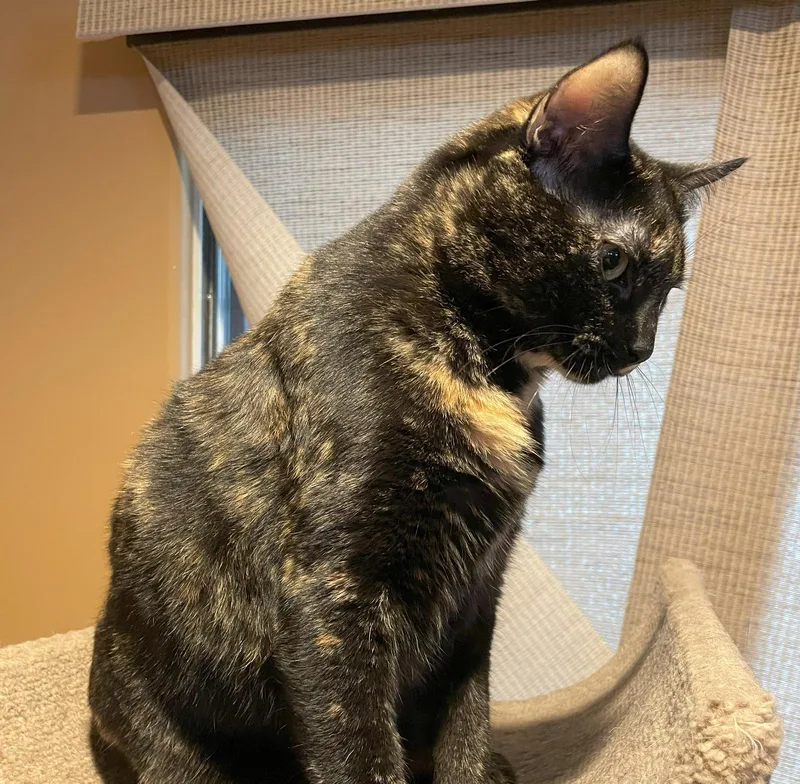 Squeakers Bondedtofelix thumbnail 2