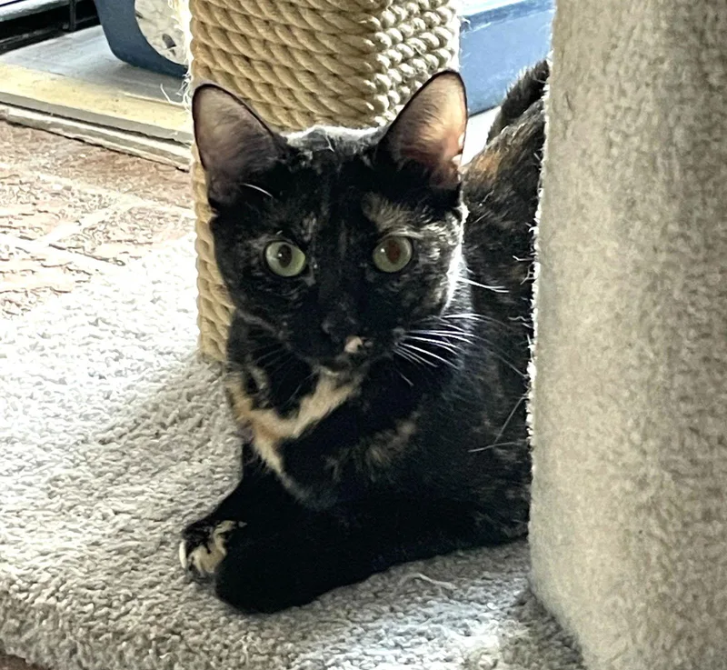 Squeakers Bondedtofelix thumbnail 3