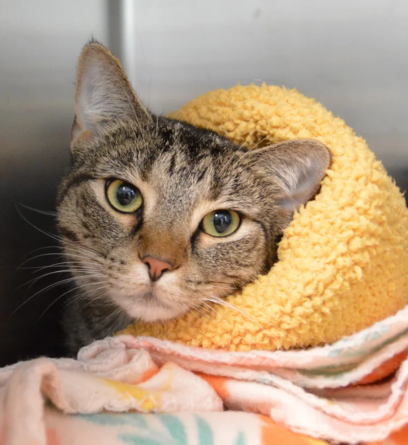 A young medium-sized female Tabby (Brown / Chocolate) Domestic Short Hair cat named Sea Lion for adoption in House Springs, MO