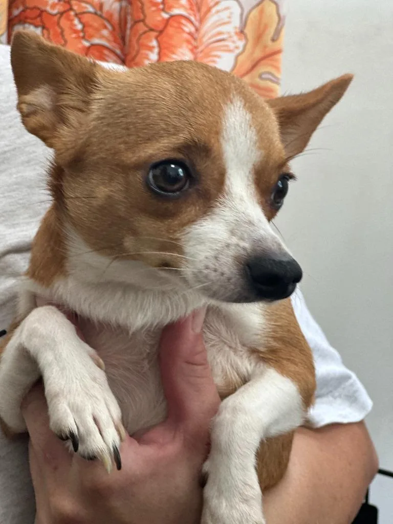 A young small-sized female Chihuahua dog named Rainbow for adoption in Cambridge, MD
