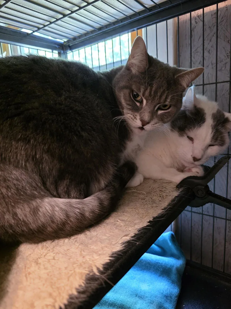 An adult medium-sized male Domestic Short Hair cat named Flip Flop for adoption in Trenton, NJ