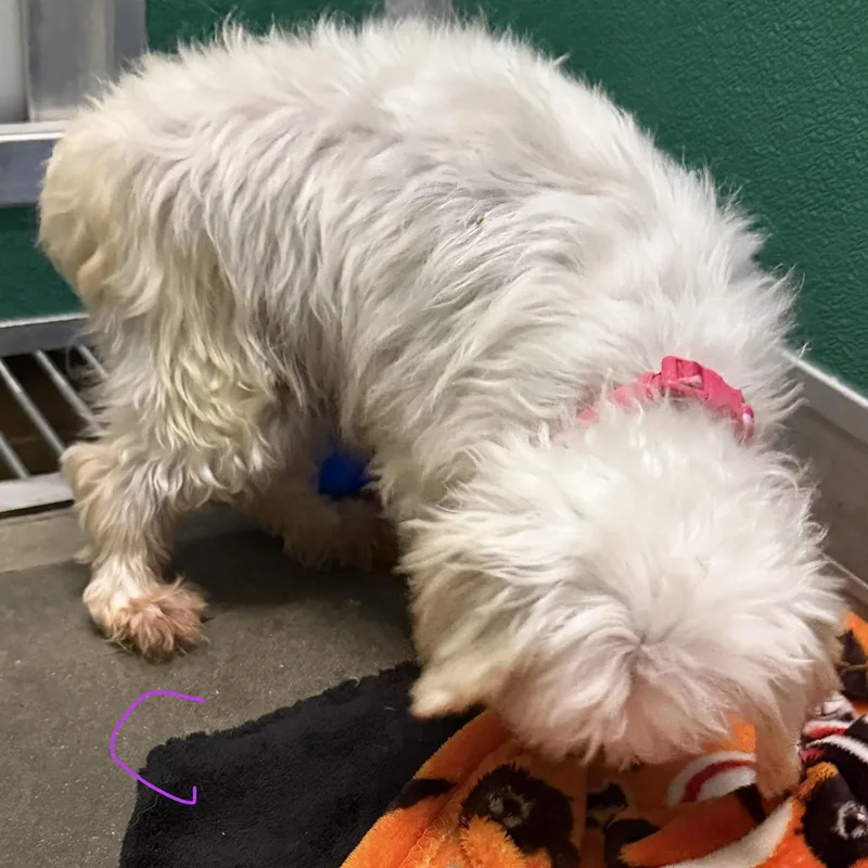 A senior small-sized female Maltese dog named Claire for adoption in Trenton, MO