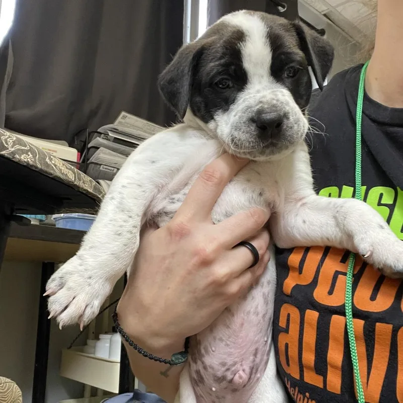 A baby small-sized male White / Cream Labrador Retriever dog named Paper Towel for adoption in Austin, TX