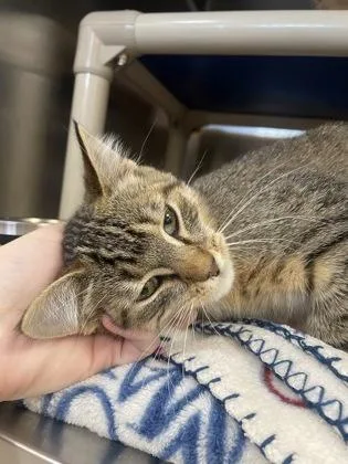 A baby small-sized female Domestic Short Hair cat named Jubilee for adoption in Westland, MI