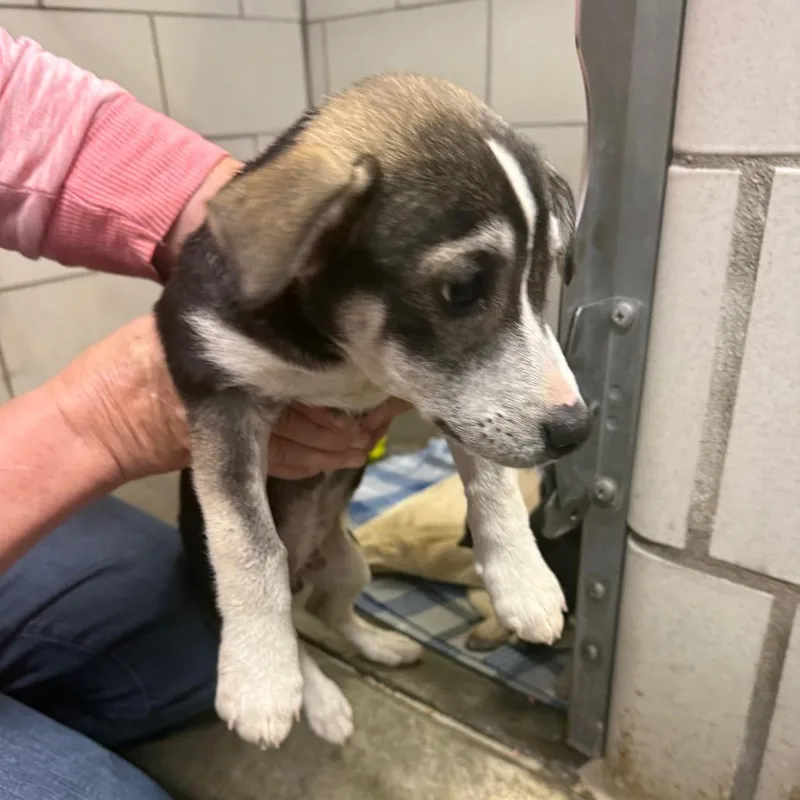 A baby small-sized male Chihuahua dog named Harley for adoption in Waynesburg, PA