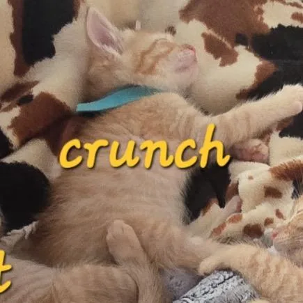 A baby small-sized female Orange / Red Domestic Short Hair cat named Crunchy Cheeto for adoption in Westminster, CA