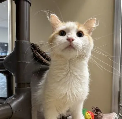 An adult medium-sized female Orange & White Domestic Medium Hair cat named Pippin for adoption in Dubuque, IA