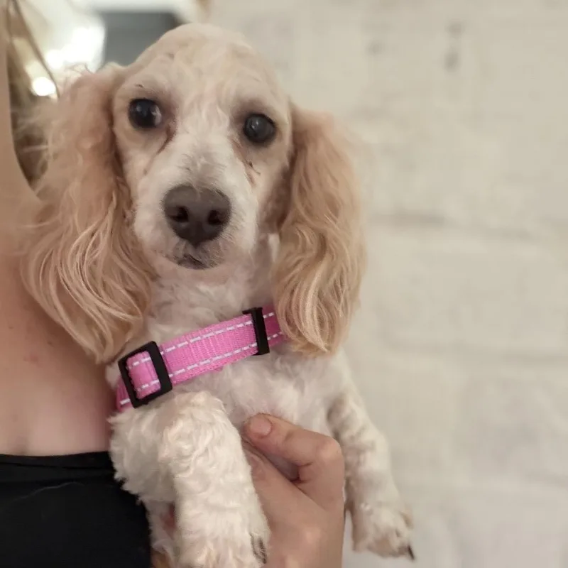 An adult small-sized male Yellow / Tan / Blond / Fawn Standard Poodle dog named Bentley for adoption in Baton Rouge, LA
