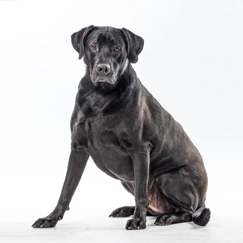 An adult extra large-sized male Black Black Labrador Retriever dog named Dante for adoption in Reno, NV