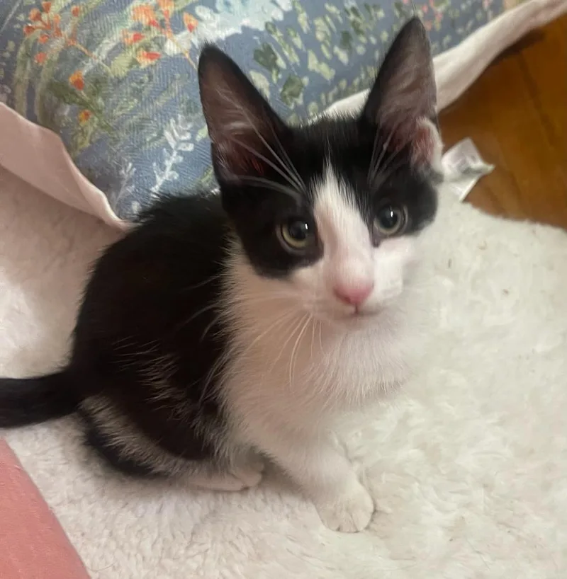 A baby medium-sized male Domestic Short Hair cat named Rocket for adoption in Windsor, CT