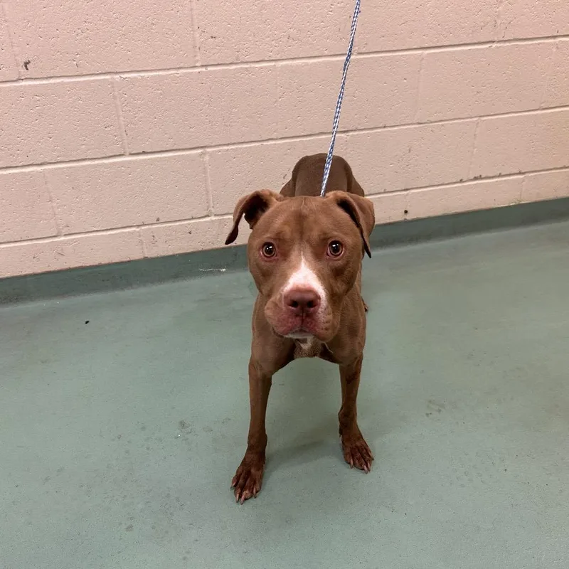 A young medium-sized female Brown / Chocolate Mixed Breed dog named Chalet for adoption in Memphis, TN