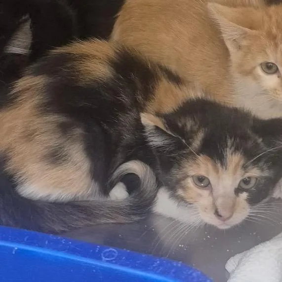 A baby small-sized female Calico Domestic Short Hair cat named Xamira for adoption in Upland, CA