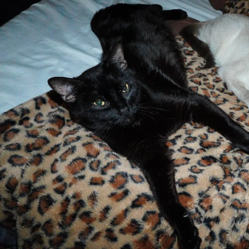 An adult medium-sized female Black Domestic Short Hair cat named A Lexis for adoption in Centralia, WA