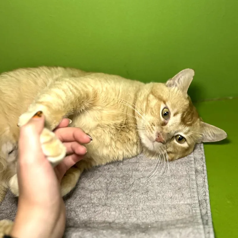 Oliver thumbnail 4