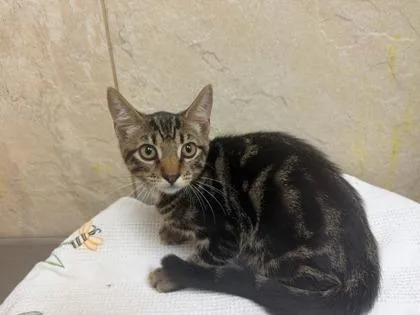 A baby small-sized female Domestic Medium Hair cat named Nadia for adoption in Honolulu, HI
