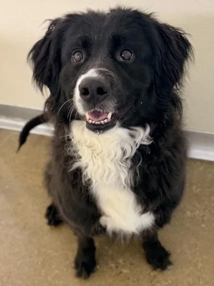 An adult medium-sized female Mixed Breed dog named Kierra for adoption in Cincinnati, OH