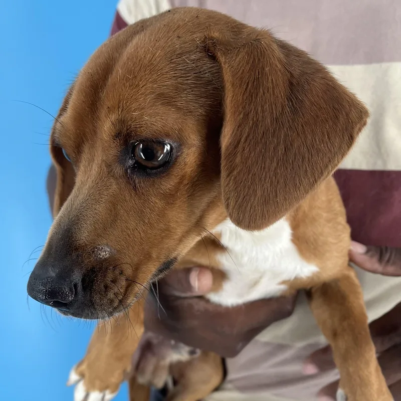 An adult small-sized male Red / Chestnut / Orange Dachshund dog named Zach  Local October for adoption in Brookshire, TX