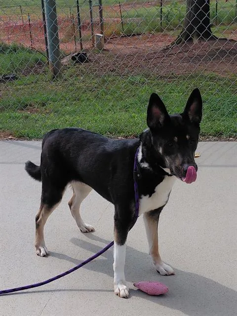An adult medium-sized female German Shepherd Dog dog named Misty for adoption in Charlotte, NC