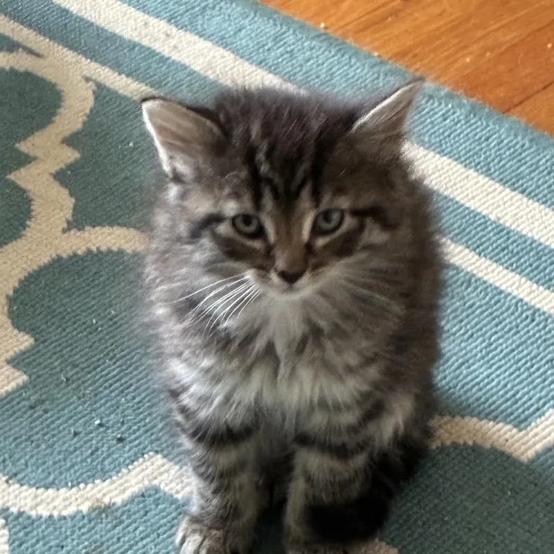 A baby medium-sized female Tabby (Gray / Blue / Silver) Domestic Short Hair cat named Sparrow for adoption in Lemoyne, PA