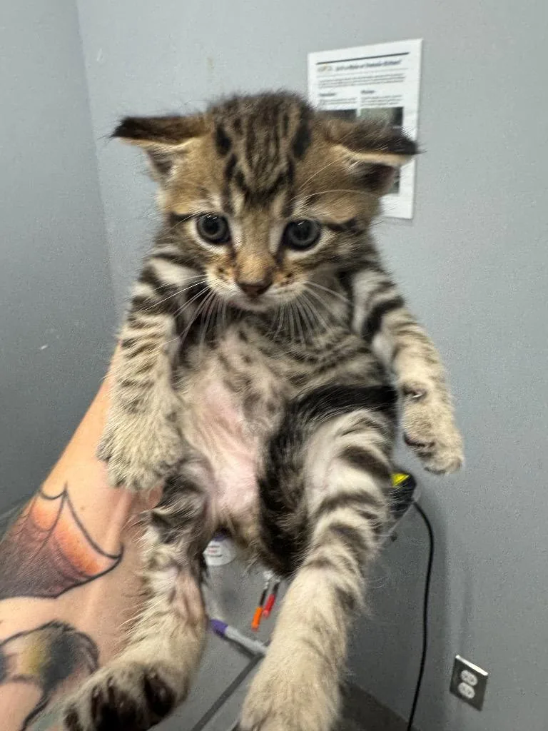 A baby medium-sized female Domestic Short Hair cat named Mamba for adoption in Bloomington, IN