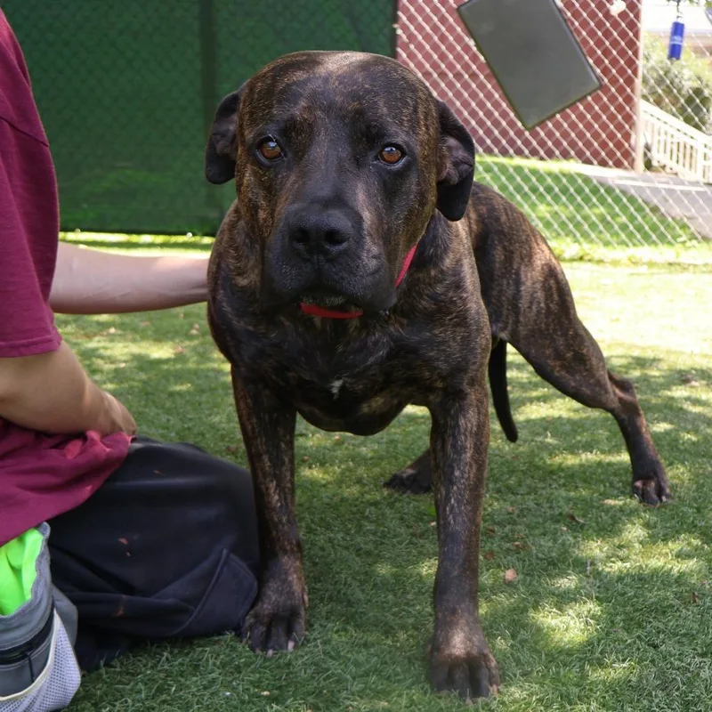 An adult large-sized male Brindle Mixed Breed dog named Tank for adoption in Saint Charles, MO