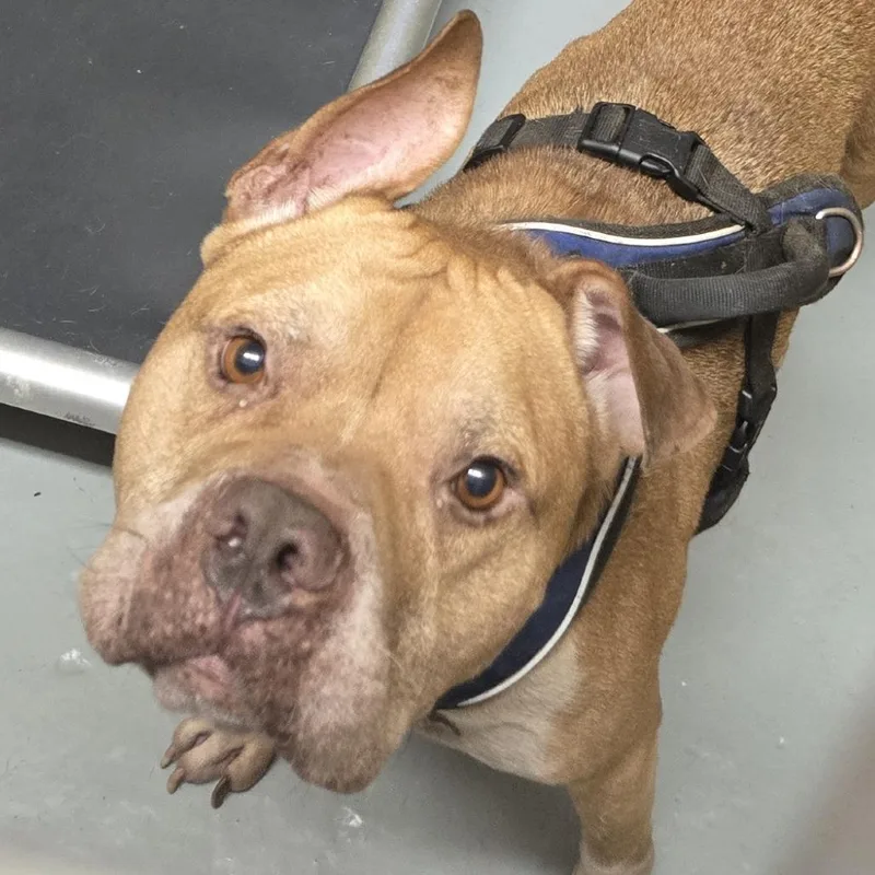 A baby small-sized male Brown / Chocolate Pit Bull Terrier dog named Kronk for adoption in Newark, NJ