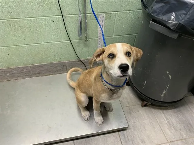 A baby small-sized female American Staffordshire Terrier dog named Button for adoption in Grand Prairie, TX