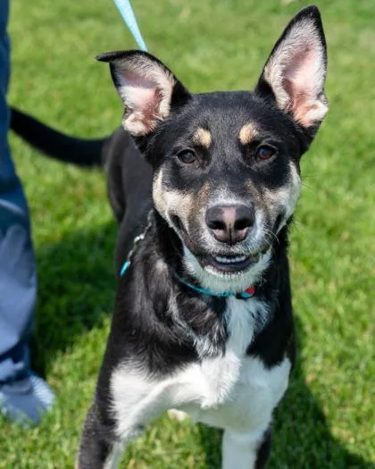 A baby medium-sized female German Shepherd Dog dog named Orange for adoption in Pequot Lakes, MN