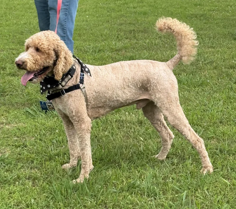 An adult large-sized male Golden Goldendoodle dog named Bentley for adoption in Greeneville, TN