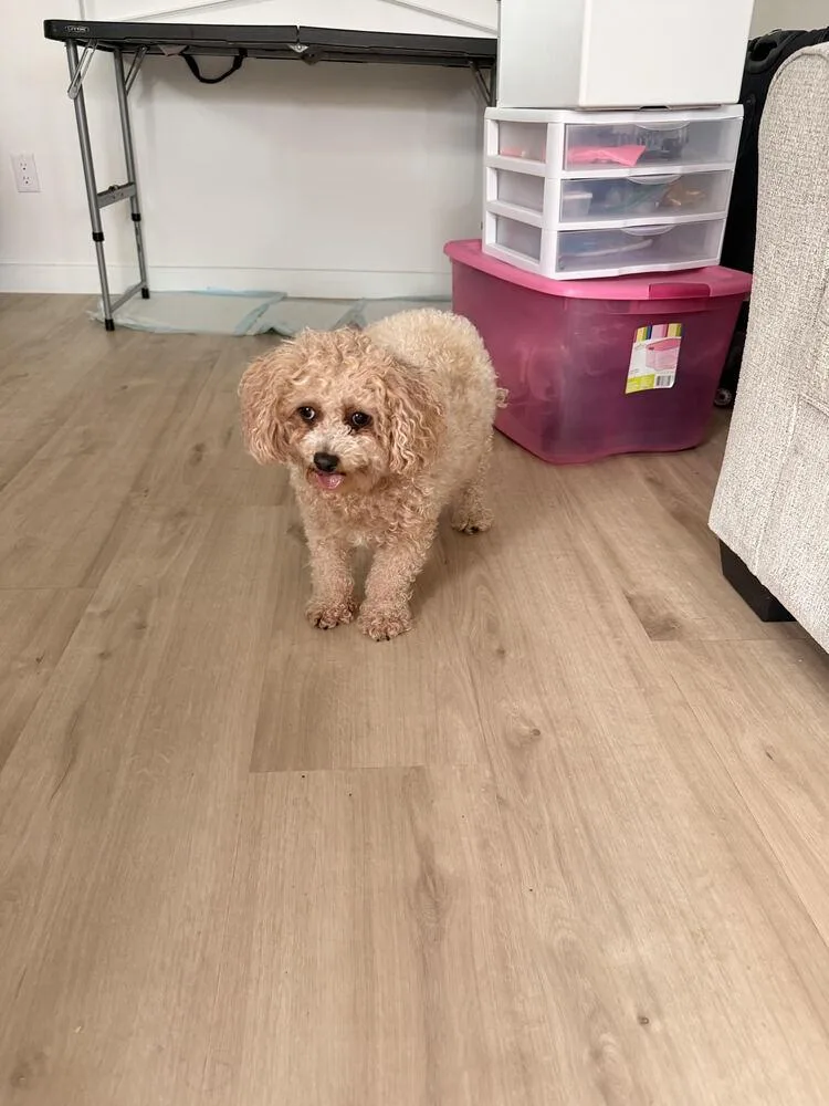 An adult small-sized female Yellow / Tan / Blond / Fawn Poodle dog named Hazel for adoption in Lancaster, CA