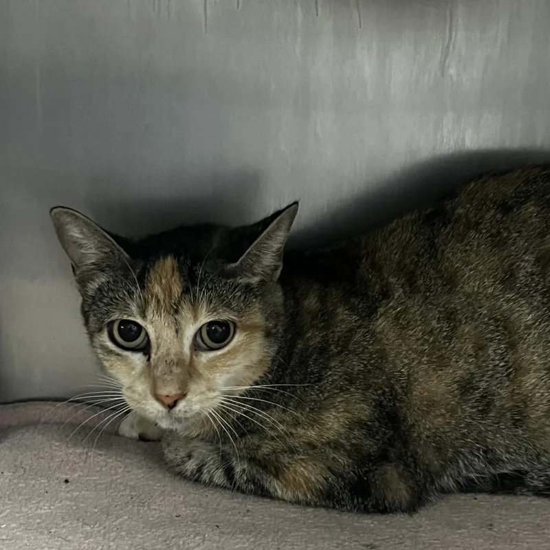 A young medium-sized female Orange / Red Domestic Short Hair cat named Liv for adoption in Lakeland, FL