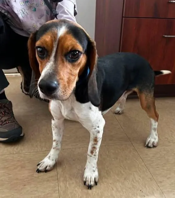An adult small-sized male Tricolor (Brown, Black, & White) Beagle dog named Queso for adoption in Chambersburg, PA